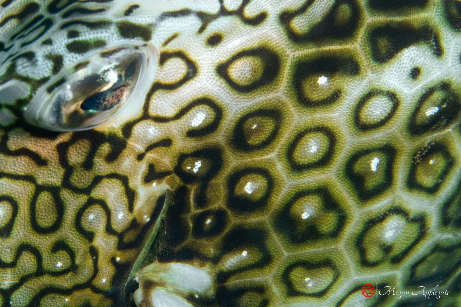 Honeycomb cowfish (Acanthostracion polygonius)