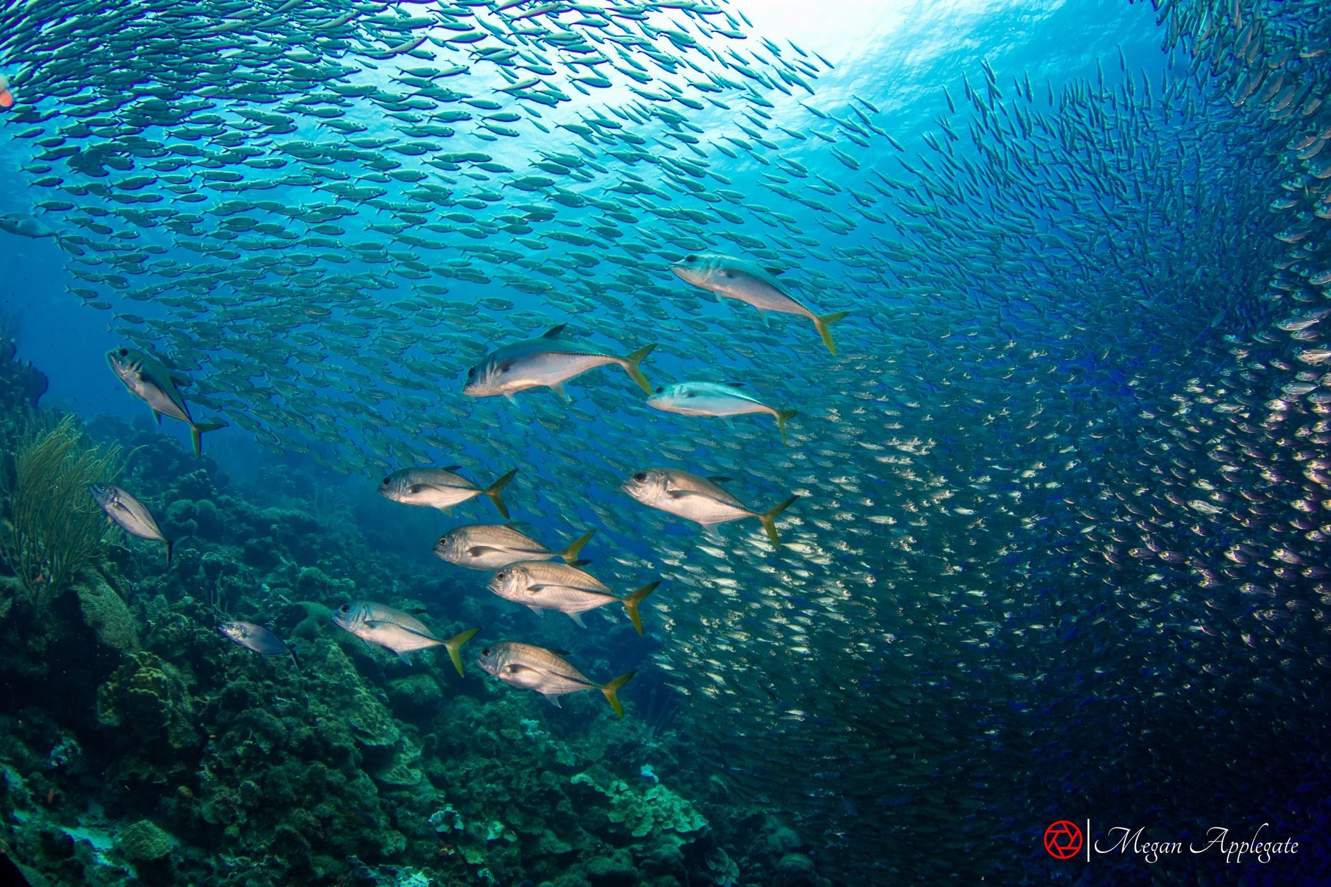 Horse-eye jacks and bigeye scad