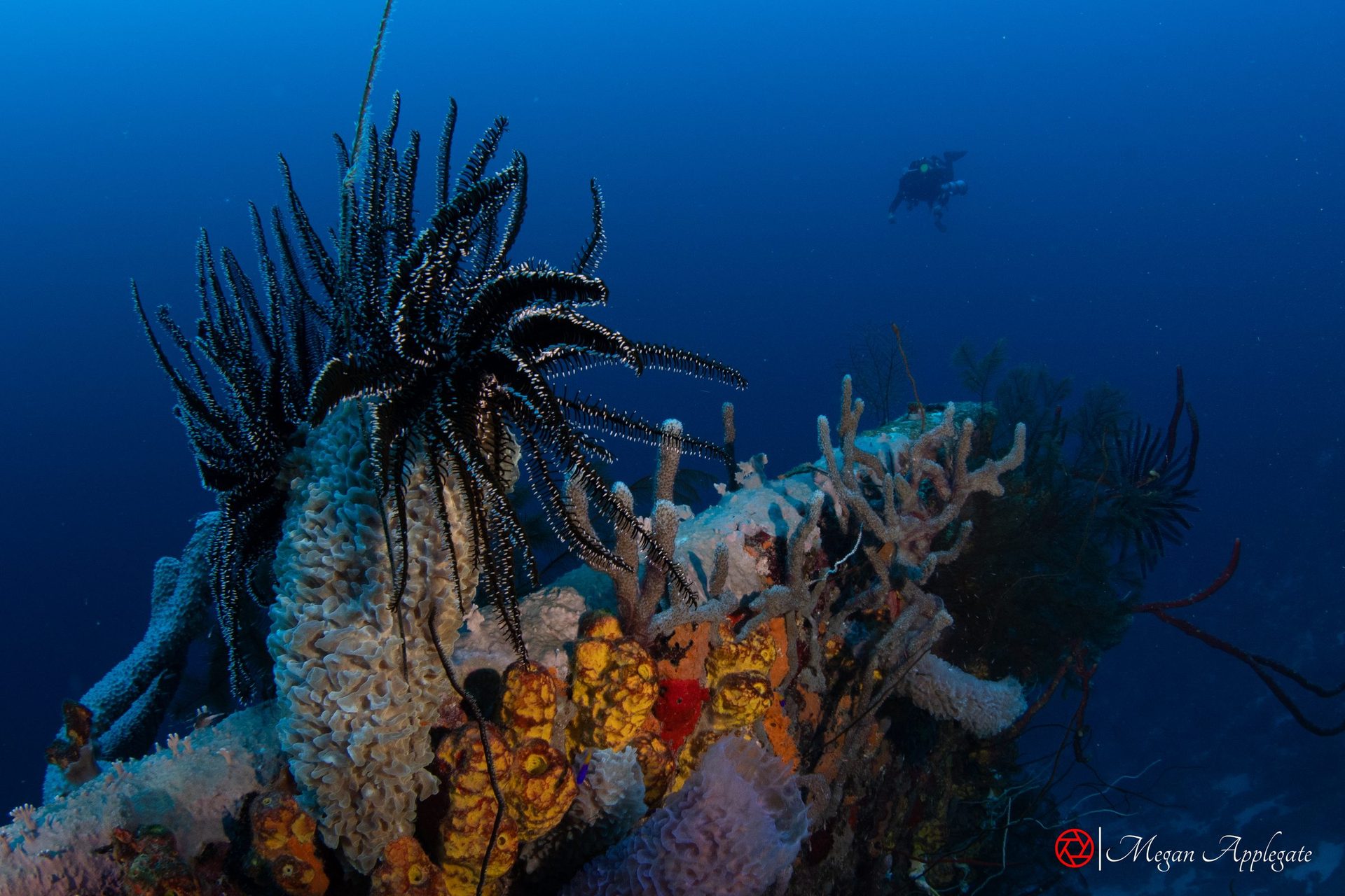 Sponges, crinoids and corals on the Windjammer wreck