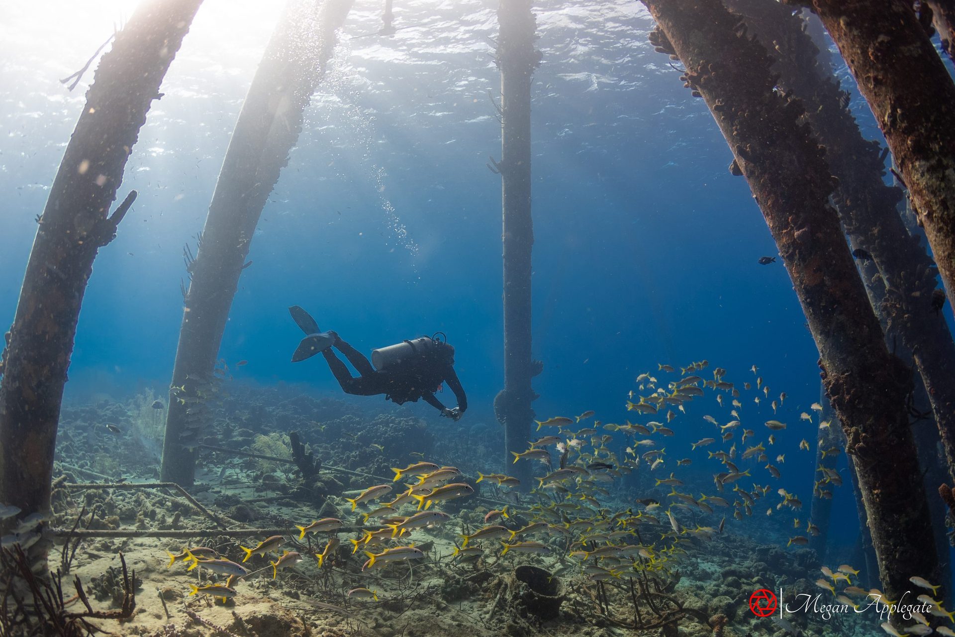 A diver and a school of yellow goatfish under the Salt Pier