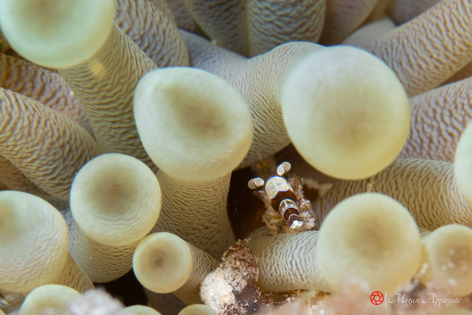 Squat anemone shrimp (Thor amboinensis)