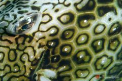 Honeycomb cowfish (Acanthostracion polygonius)