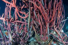Trumpetfish (Aulostomus maculatus)