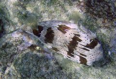Balloonfish (Diodon holocanthus)