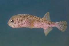 Porcupinefish (Diodon hystrix)