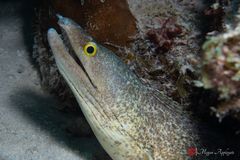 Purplemouth moray (Gymnothorax vicinus)
