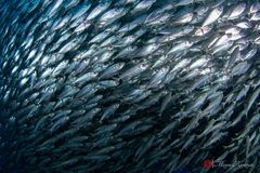 Bigeye scad (Selar crumenophthalmus)