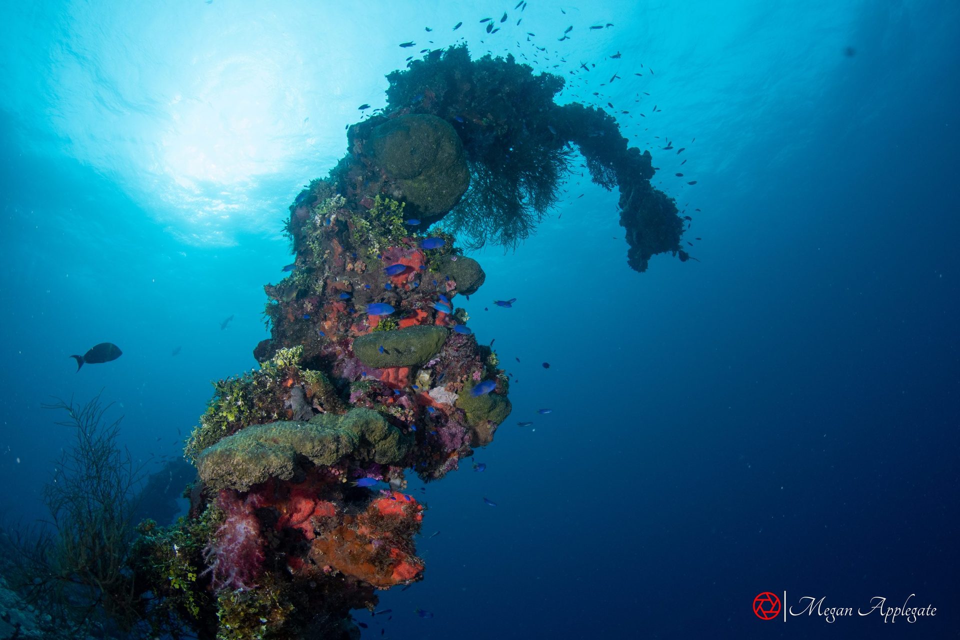 A coral-covered mast on a Chuuk wreck, seen from below