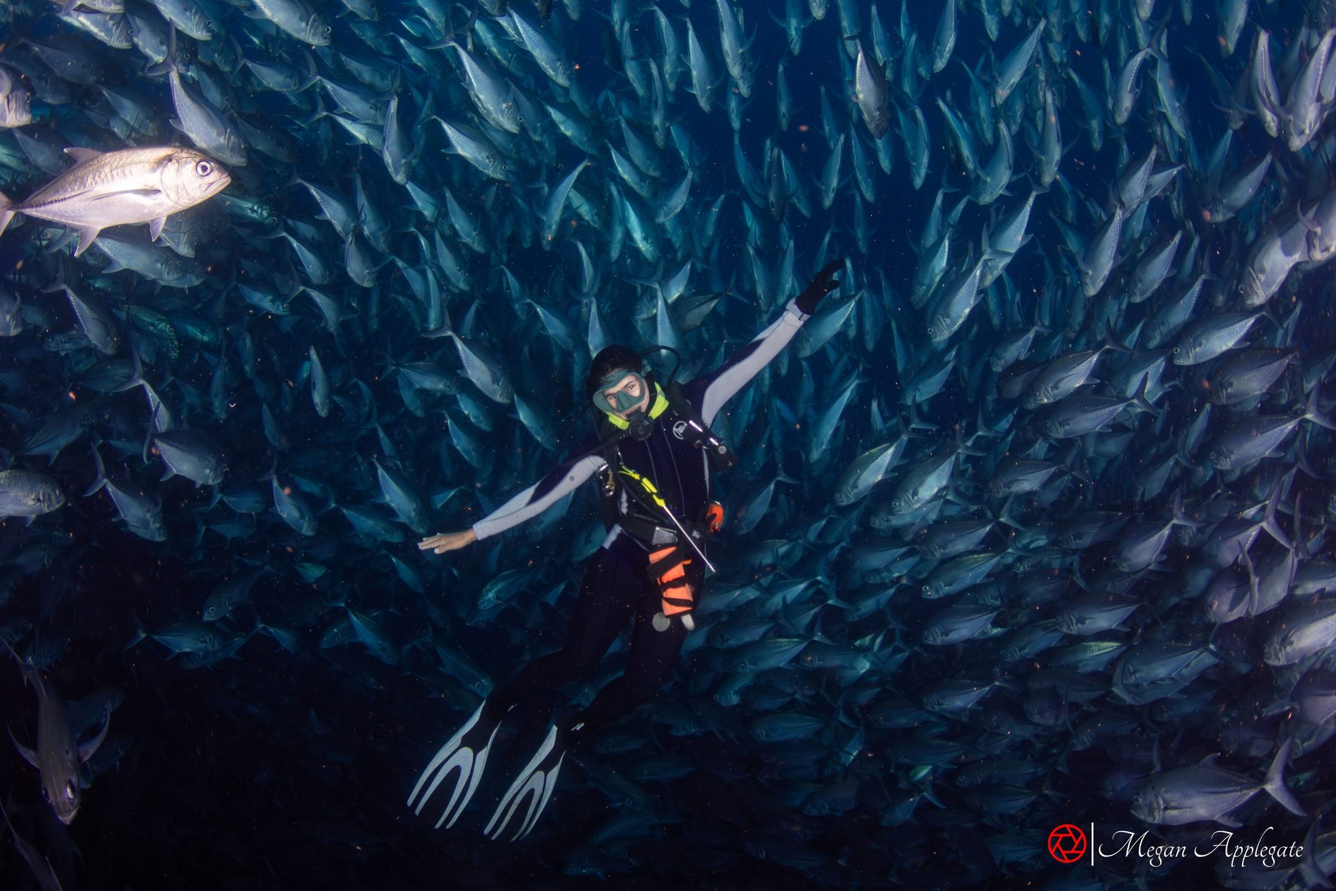 A diver inside a school of bigeye trevally