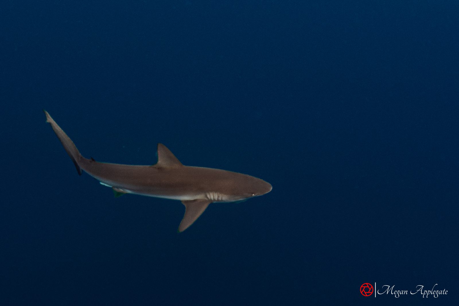 Silky shark (Carcharhinus falciformis)