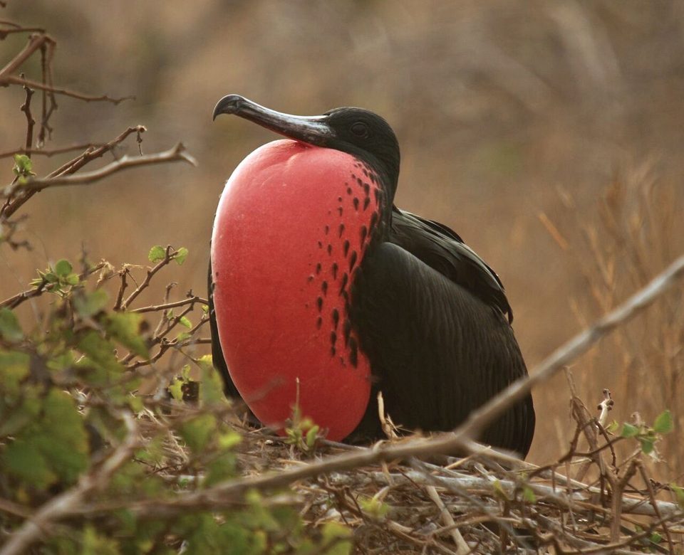 Magnificent frigatebird (Fregata magnificens)