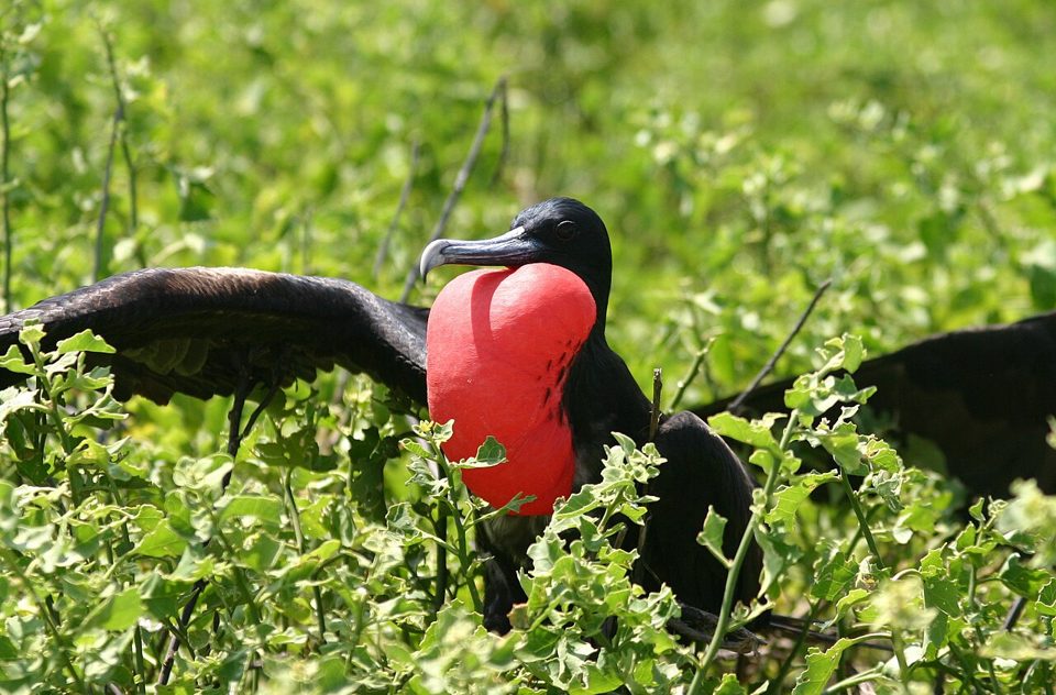 Great frigatebird (Fregata minor)