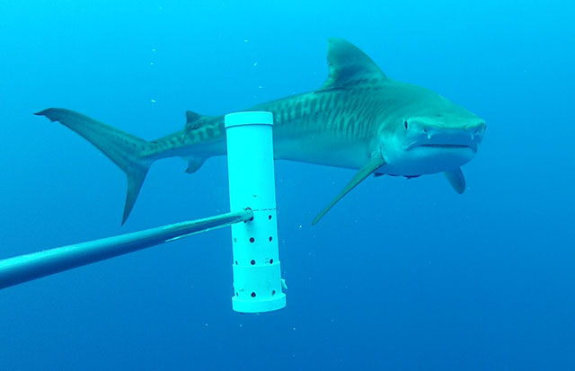 Tiger shark (Galeocerdo cuvier)