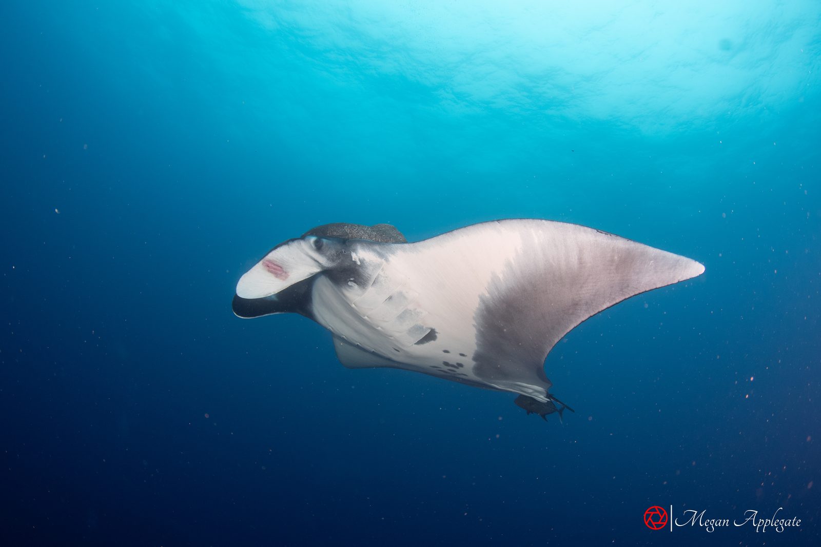 Mobula and manta rays