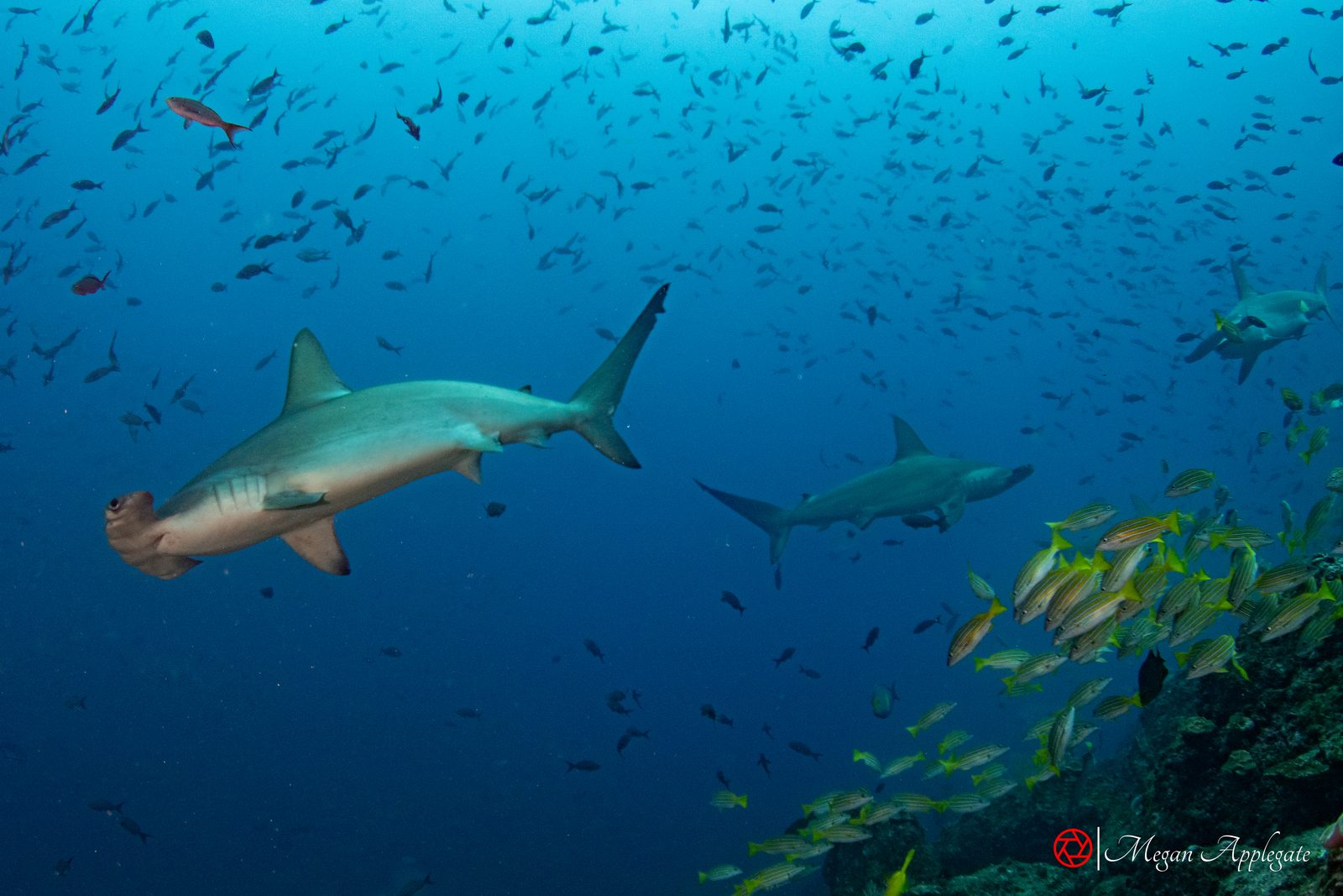 Scalloped hammerhead