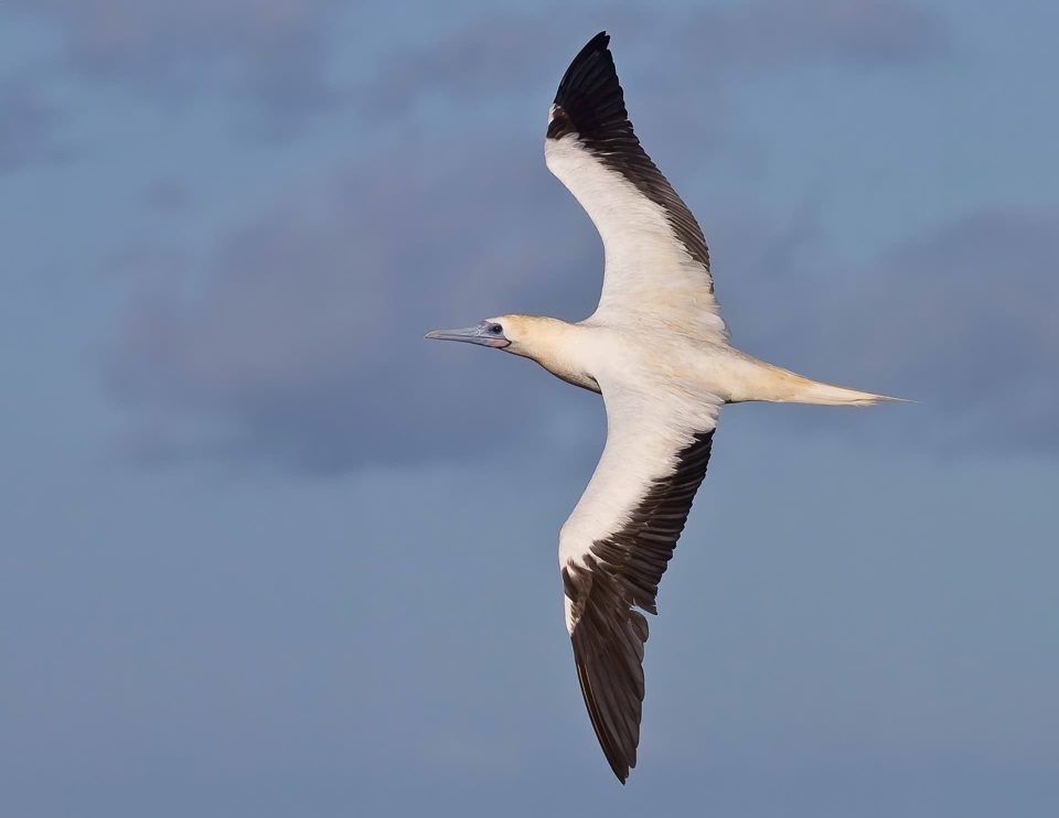 Red-footed booby
