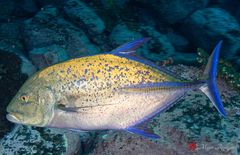 Bluefin trevally (Caranx melampygus)
