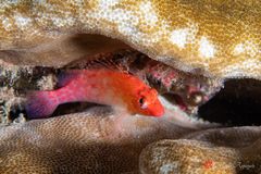Coral hawkfish (Cirrhitichthys oxycephalus)