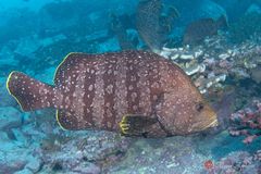 Leather bass (Dermatolepis dermatolepis)