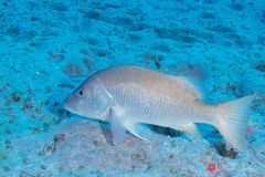 Yellow snapper (Lutjanus argentiventris)