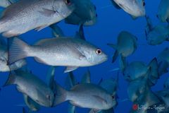 Jordan's snapper (Lutjanus jordani)