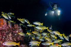 Blue-and-gold snapper (Lutjanus viridis)