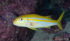 Mexican goatfish (Mulloidichthys dentatus)