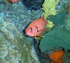 Bigscale soldierfish (Myripristis berndti)