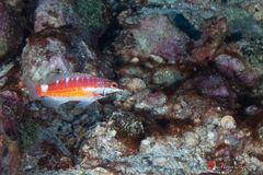 Cocos serrano (Serranus tico)