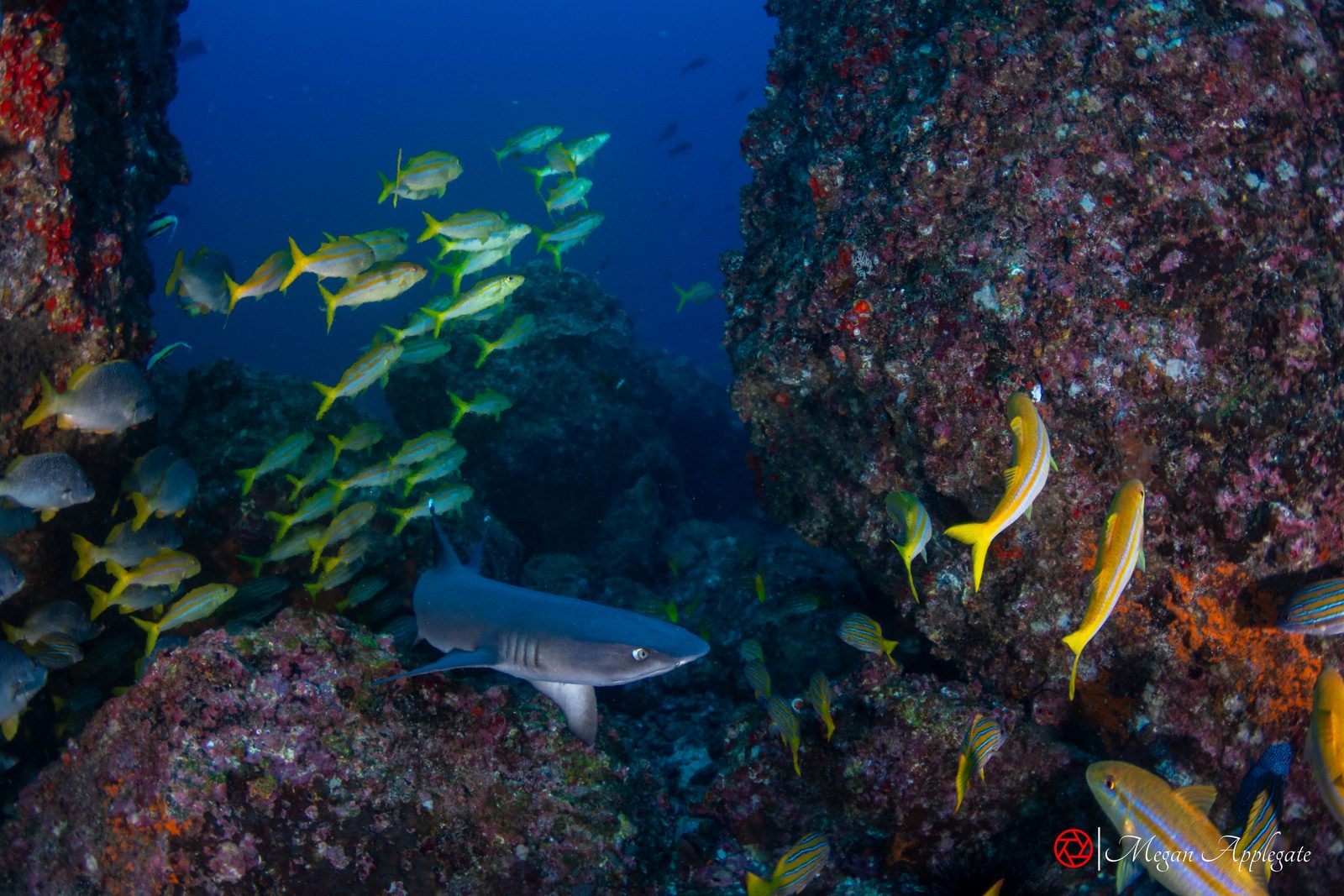 Whitetip reef shark (Triaenodon obesus)