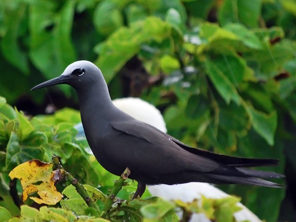 Black noddy (Anous minutus)