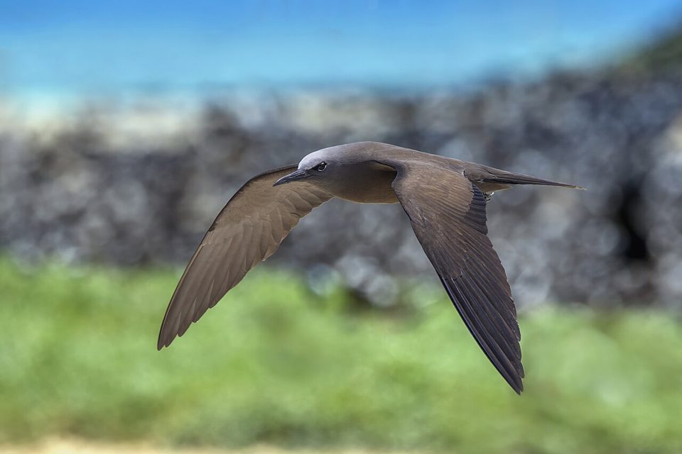 Brown noddy (Anous stolidus)