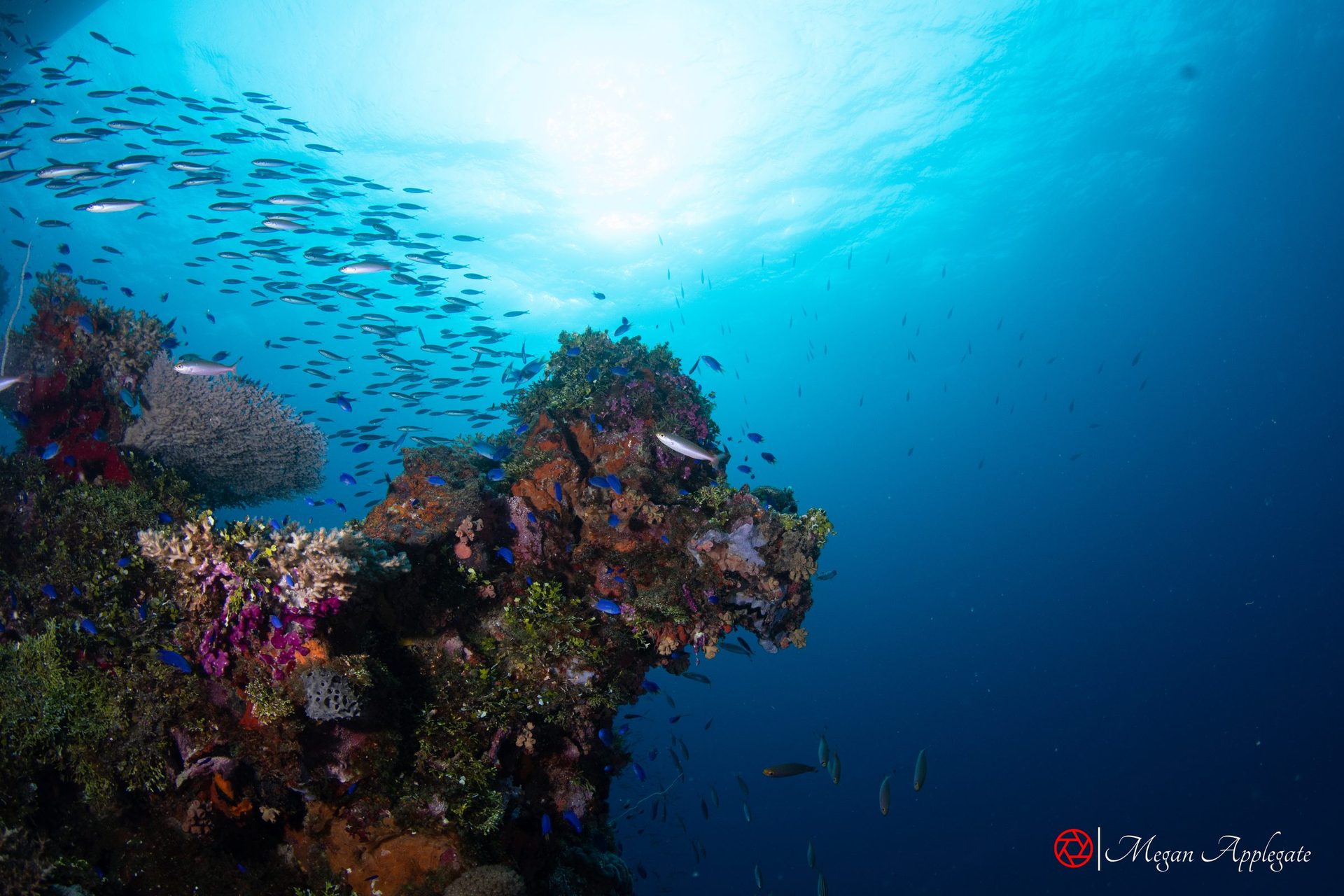 A coral-covered reef in Micronesia with small fish in blue water
