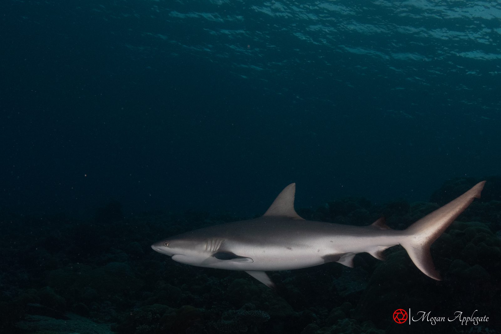 Grey reef shark (Carcharhinus amblyrhynchos)