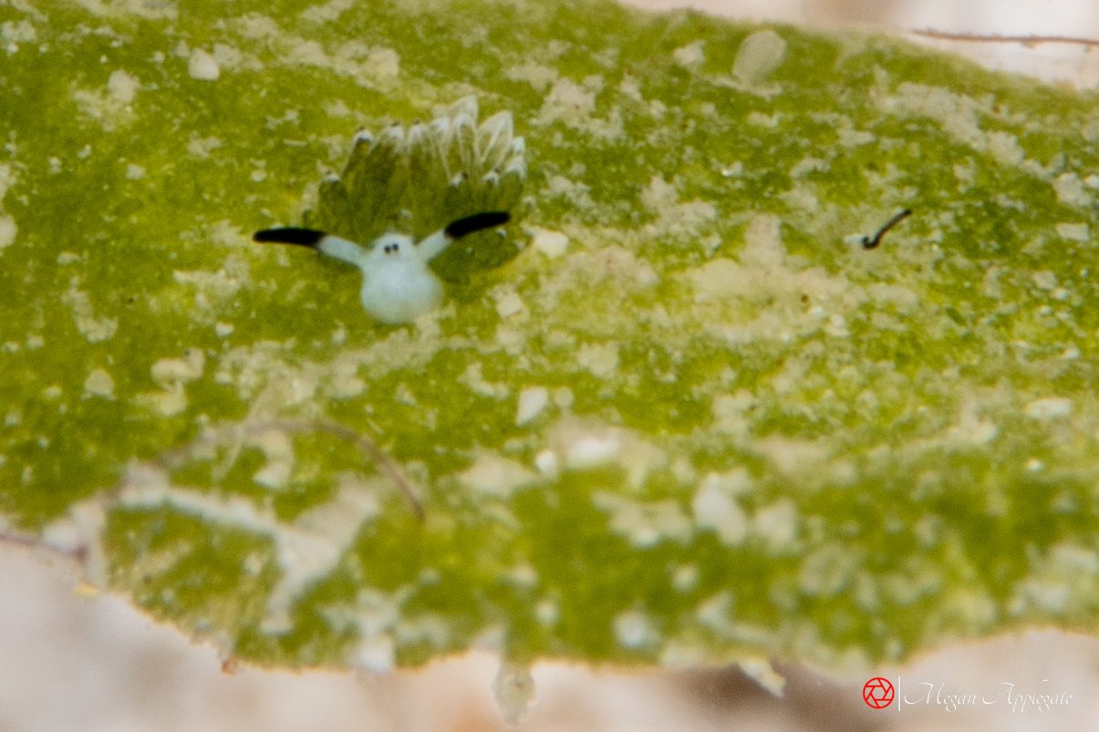 Leaf sheep (Costasiella kuroshimae)