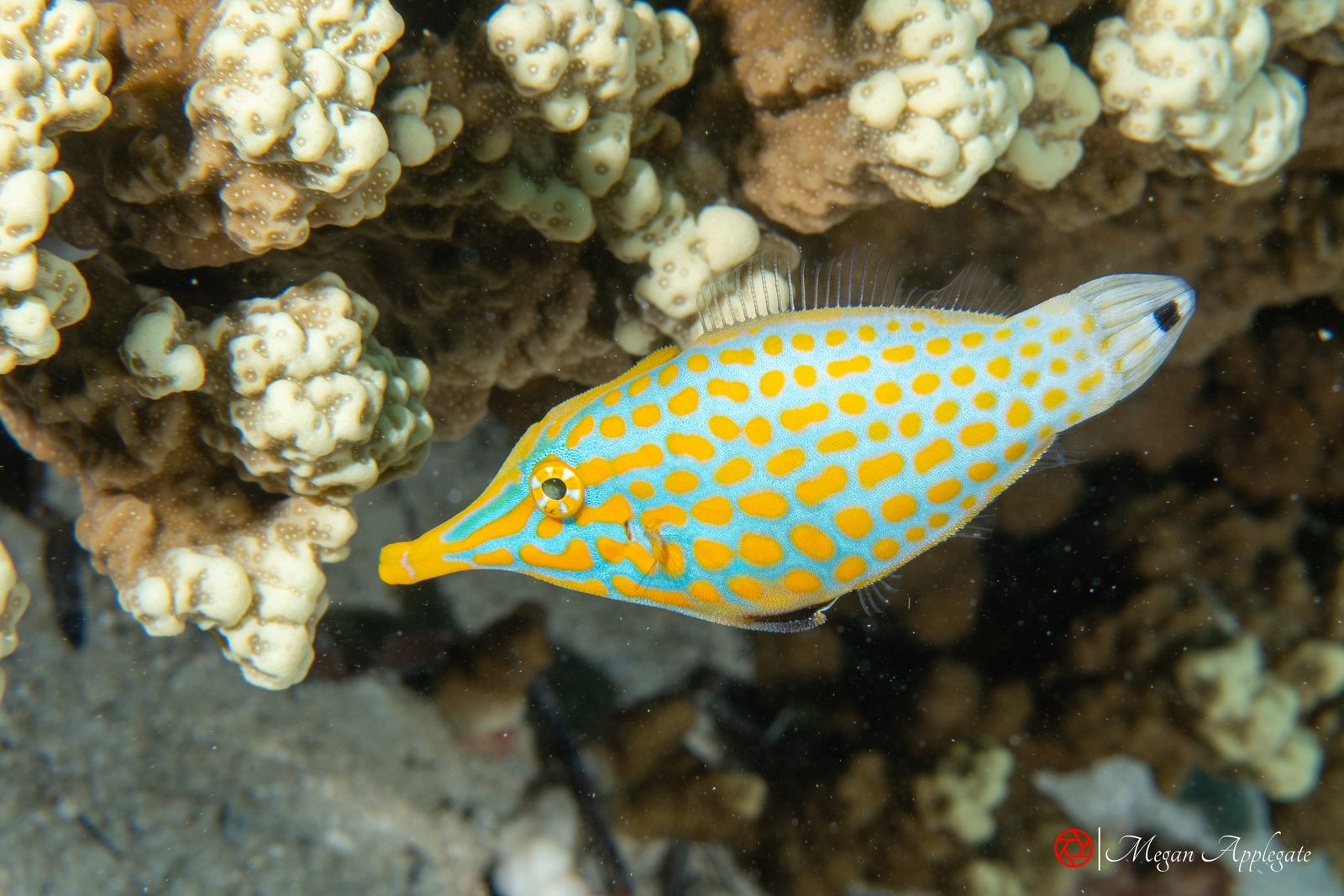 Harlequin filefish (Oxymonacanthus longirostris)