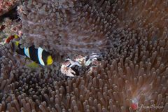 Clark’s anemonefish (Amphiprion clarkii)
