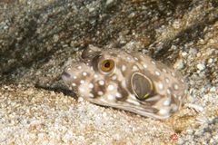 White-spotted puffer (Arothron hispidus)