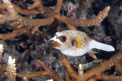 Blackspotted puffer (Arothron nigropunctatus)
