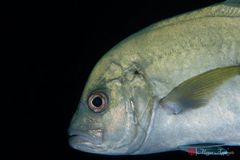 Bluefin trevally (Caranx melampygus)