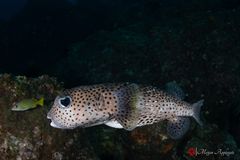 Spot-fin porcupinefish (Diodon hystrix)