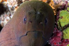 Giant moray (Gymnothorax javanicus)
