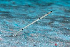 Spotted garden eel (Heteroconger hassi)
