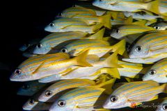 Bluestripe snapper (Lutjanus kasmira)