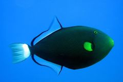 Pinktail triggerfish (Melichthys vidua)