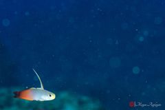Fire dartfish (Nemateleotris magnifica)