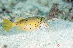 Yellow boxfish (Ostracion cubicus)