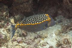 Spotted boxfish (Ostracion meleagris)