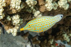 Harlequin filefish (Oxymonacanthus longirostris)
