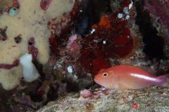 Arc-eye hawkfish (Paracirrhites arcatus)